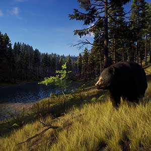Way of the Hunter American Black Bear